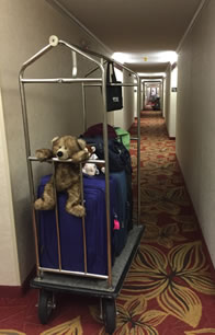 Photo of teddy bear on the front of a full luggage cart in a hotel hallway